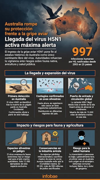 Infografía sobre gripe aviar H5N1 en Australia, con mapa del continente, aves, león marino, gallinero, persona con mascarilla y varios textos. Fuente: Infobae.