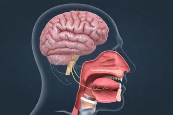 La investigación utilizó discos impregnados