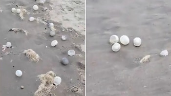 Mar del Plata fue invadida por huevos de caracol: de qué se trata el fenómeno y por qué se produce