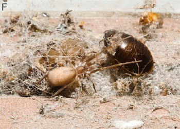 Primer plano de una araña marrón clara con un abdomen ovalado junto a un insecto oscuro, ambos inmóviles en una telaraña gruesa y polvorienta