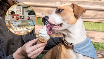 Un perro toma un helado