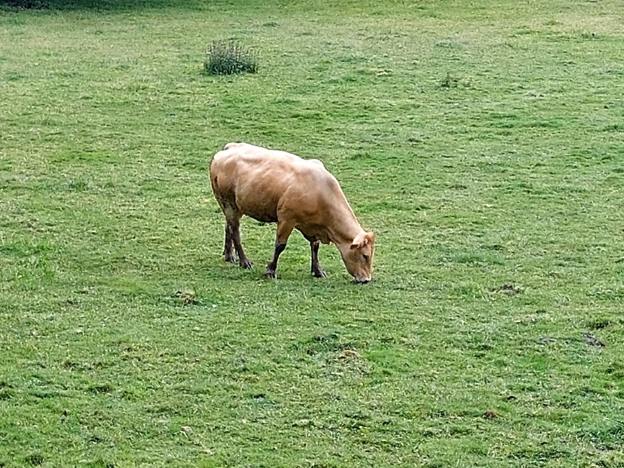 La rubia gallega, vaca libre y feliz como las nuestras
