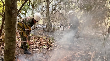 Incendios forestales mantienen en alerta a ocho departamentos: Tolima concentra cinco emergencias activas