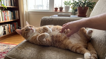 Los veterinarios lo confirman: que tu gato se tumbe boca arriba es señal de confianza, pero no siempre significa que quieran caricias