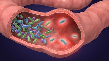 Vista interna de un tubo intestinal de color rosado con bacterias en forma de bastón de colores verdes, azules y rojos con flagelos.