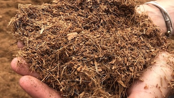 Solo las plantas procesadoras y