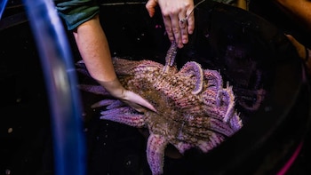 El asombroso plan para salvar