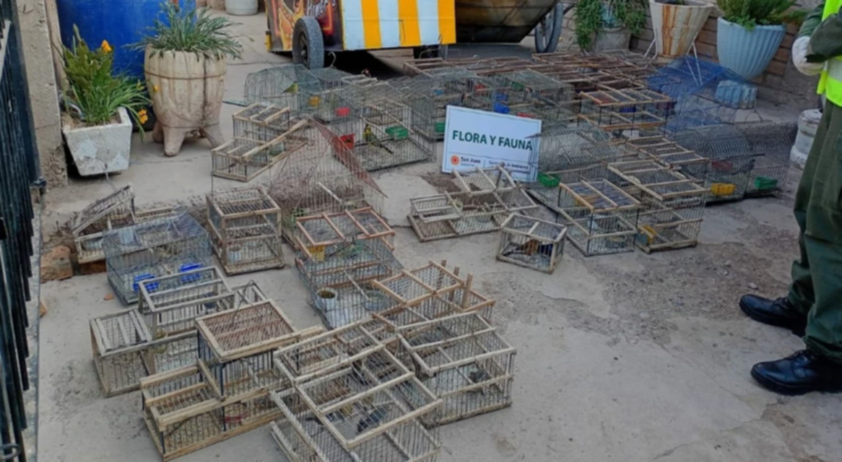 San Juan secuestró 45 aves silvestres y casi 4 toneladas de leña de algarrobo en operativos en Pocito y Jáchal. (Tiempo de San Juan)