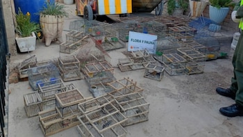 Rescataron 45 aves silvestres en San Juan y secuestraron 4 toneladas de leña nativa