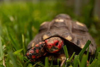 Dentro del Ecoparque derivaron más