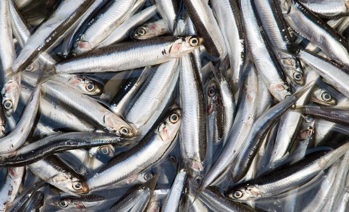 PRODUCE autoriza el inicio de la temporada solo si la biomasa desovante supera los 4 millones de ejemplares. En 2023, esto no fue posible porque la anchoveta se desplazó a profundidades mayores a 100 metros, dificultando su evaluación.