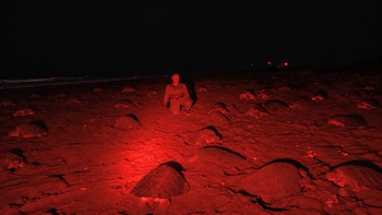 Un total de 6,105 tortugas lora llegó de manera sincronizada a Playa La Marinera, en la provincia de Los Santos. Instagram