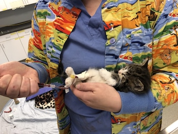 El gato que salvó el