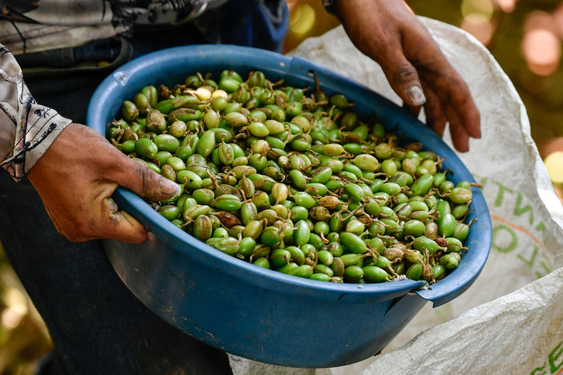 La cosecha de cardamomo se reúne en recipientes antes de pasar por las etapas de selección y secado. El cultivo sostiene una cadena integrada por cerca de 2.000 productores en Honduras. (Infobae Centroamérica/ Orlando SIERRA / AFP)