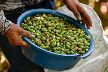 Cardamomo, la especia aromática de Honduras que puede cautivar el olfato internacional