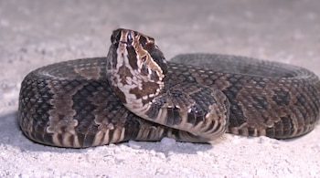 serpiente cottonmouth