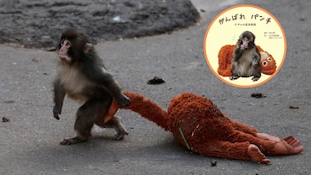 Punch, el monito que encontró consuelo en un peluche, tendrá su propio libro en Japón