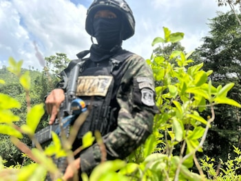 Las autoridades aseguran 62 cultivos ilícitos y más de 950.000 plantas de coca durante el año.