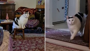 La dueña de Bender explicó