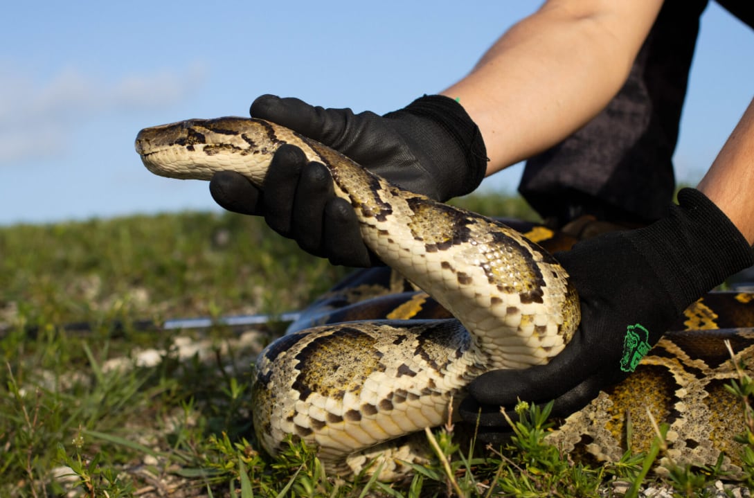 La alta tasa reproductiva favorece la rápida dispersión de esta serpiente en el ecosistema de los Everglades (Florida Fish and Wildlife Conservation Commission/Andy Wraithmell)