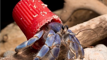 Cangrejos ermitaños y contaminación: cómo