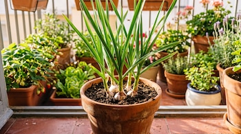 Planta de ajo en maceta de terracota con brotes verdes en primer plano y otras macetas al fondo en un balcón.