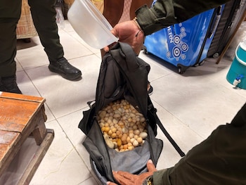 Los huevos de iguana fueron