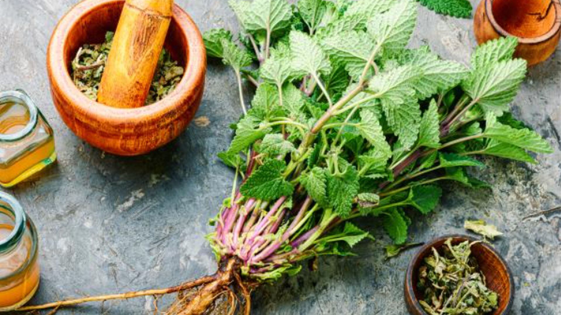 Esta es la planta que debes tener en tu casa para mantener alejadas a las cucarachas
(Ecología Verde)