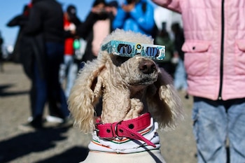 Un perro con gafas de protección para ver el eclipse. (REUTERS/Agustin Marcarian)