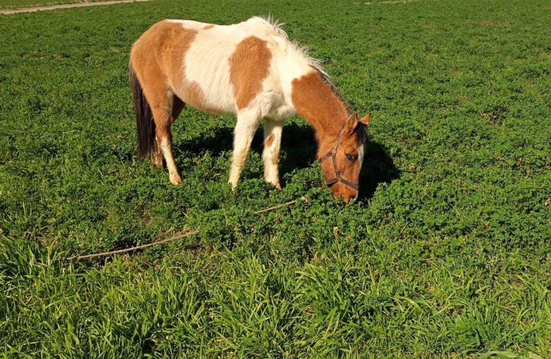 Los rescatistas bautizaron al caballo como Campeón después del operativo y destacaron que soportó varios días con frío y hambre antes de ser rescatado. (RAHU)