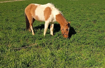 Un caballo blanco y marrón camina sobre rocas junto a un muro de hormigón de noche, mientras varias personas alumbran con linternas