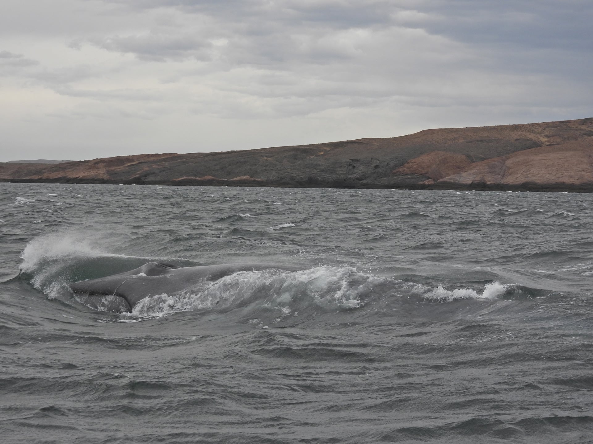 El avistaje se produjo durante una jornada de monitoreo científico en el Parque Provincial Patagonia Azul