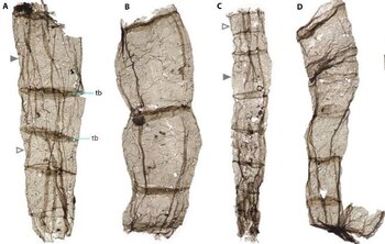 25/01/2024 Fósil multicelular Qingshania de