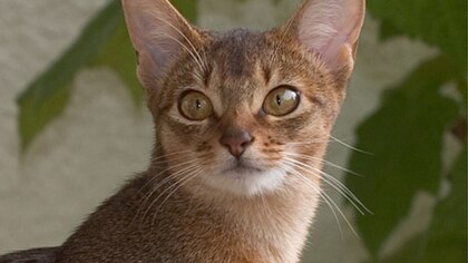 Razas de gatos: personalidad y necesidades del abisinio