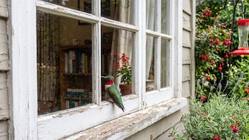 Qué representa la presencia de un colibrí en casa según la inteligencia artificial