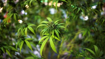 Esperan 120.000 visitantes en una