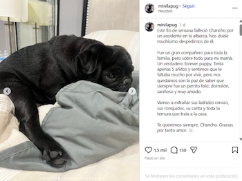 Chancho el pug