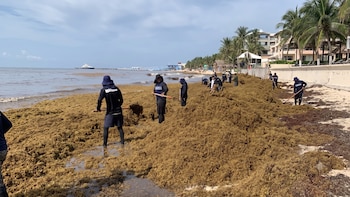 Organizaciones de Quintana Roo reclaman a Semarnat nombramiento de funcionario ligado a polémica del sargazo
