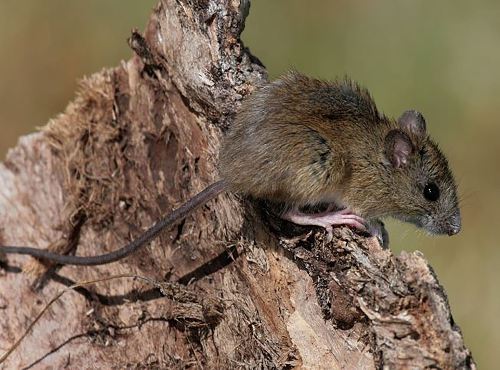 Salta confirmó cinco muertes por hantavirus en 2025, el Ministerio de Salud Pública llamó a intensificar las medidas de prevención en la provincia (SAREM)