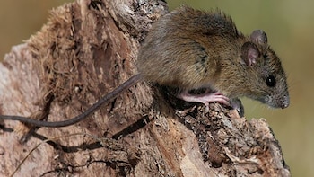 Hantavirus: Salta informó 5 muertos