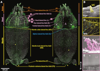 Paneles de microscopía con etiquetas que muestran la estructura de cilios sensoriales y líneas laterales en un organismo marino
