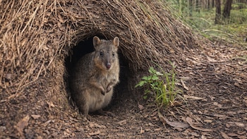 Un hongo invasor amenaza a los quendas, los mamíferos excavadores que mantienen vivo el ecosistema australiano