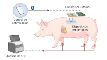 Esquema de un cerdo con un transmisor en el lomo, un teléfono inteligente arriba y un monitor con cables conectados a las patas