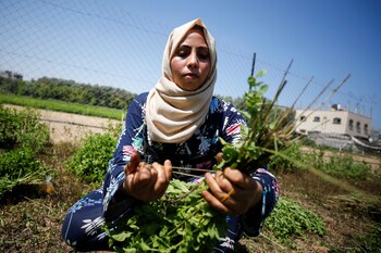 Una mujer palestina recolecta menta