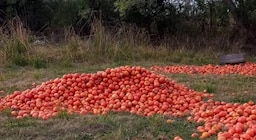 Los productores de tomates en Corrientes planean tirar su cosecha o regalarla en las rutas por la caída de los precios