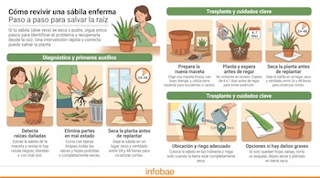 Infografía con ocho viñetas que detallan la recuperación de una planta de sábila enferma. Muestra una persona, macetas, raíces, tijeras, regadera y texto informativo.