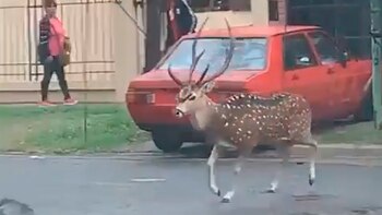 Alarma en City Bell: un enorme ciervo está suelto y corre por las calles