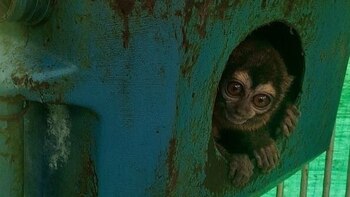 Monos nocturnos recluidos en la