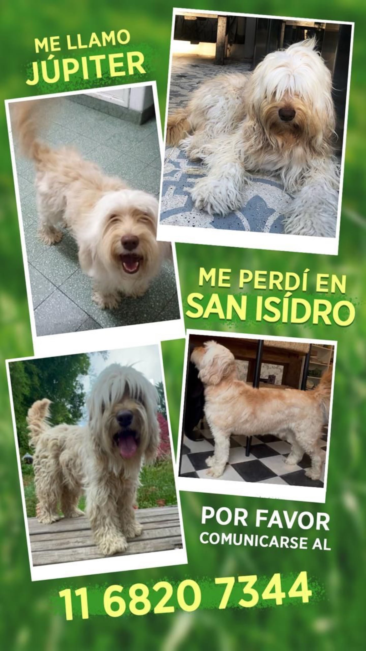 Este cartel pide ayuda para encontrar a Júpiter, el perro de Natalia Oreiro, un can de color claro extraviado en la localidad de San Isidro.