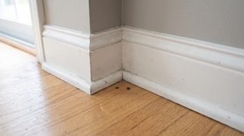 Esquina de una pared con zócalo blanco, suelo de madera y dos pequeñas partículas oscuras cerca del borde.